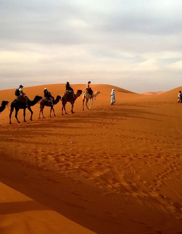 A camel caravan on the dunes of the Sahara