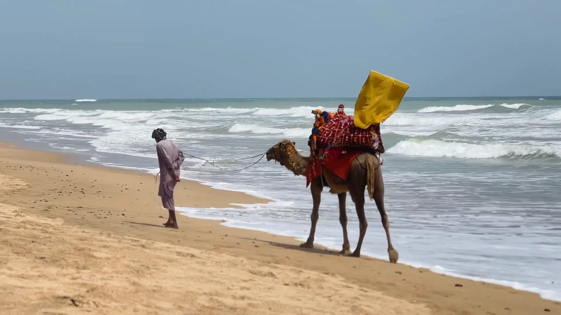 A camel walking on the beach